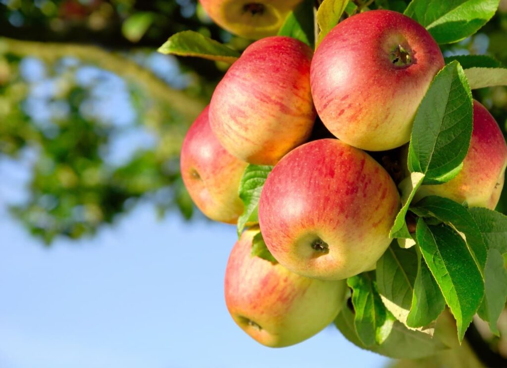 Fruit Importers Database